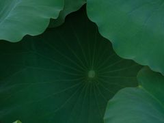 -白塘生态植物园