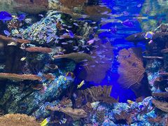 -上海海洋水族馆