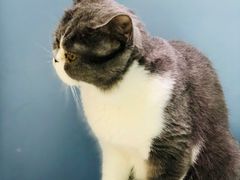 -喵的天空名猫咖啡馆·撸猫·猫舍·用品