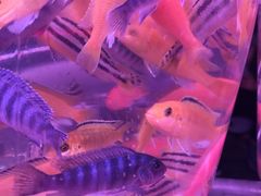 -中环花鸟鱼虫市场