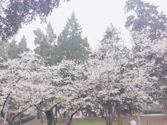 -武汉大学-樱园