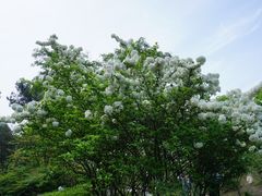 -铁山坪森林公园