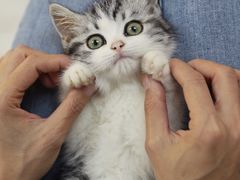 -lincat·猫舍(广州店)