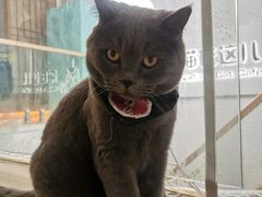 -猫在这儿猫咪咖啡馆·撸猫馆