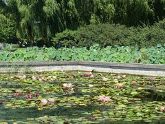 -莲花池公园