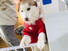 -Husky Go! 哈士奇体验馆·宠物咖啡厅狗咖