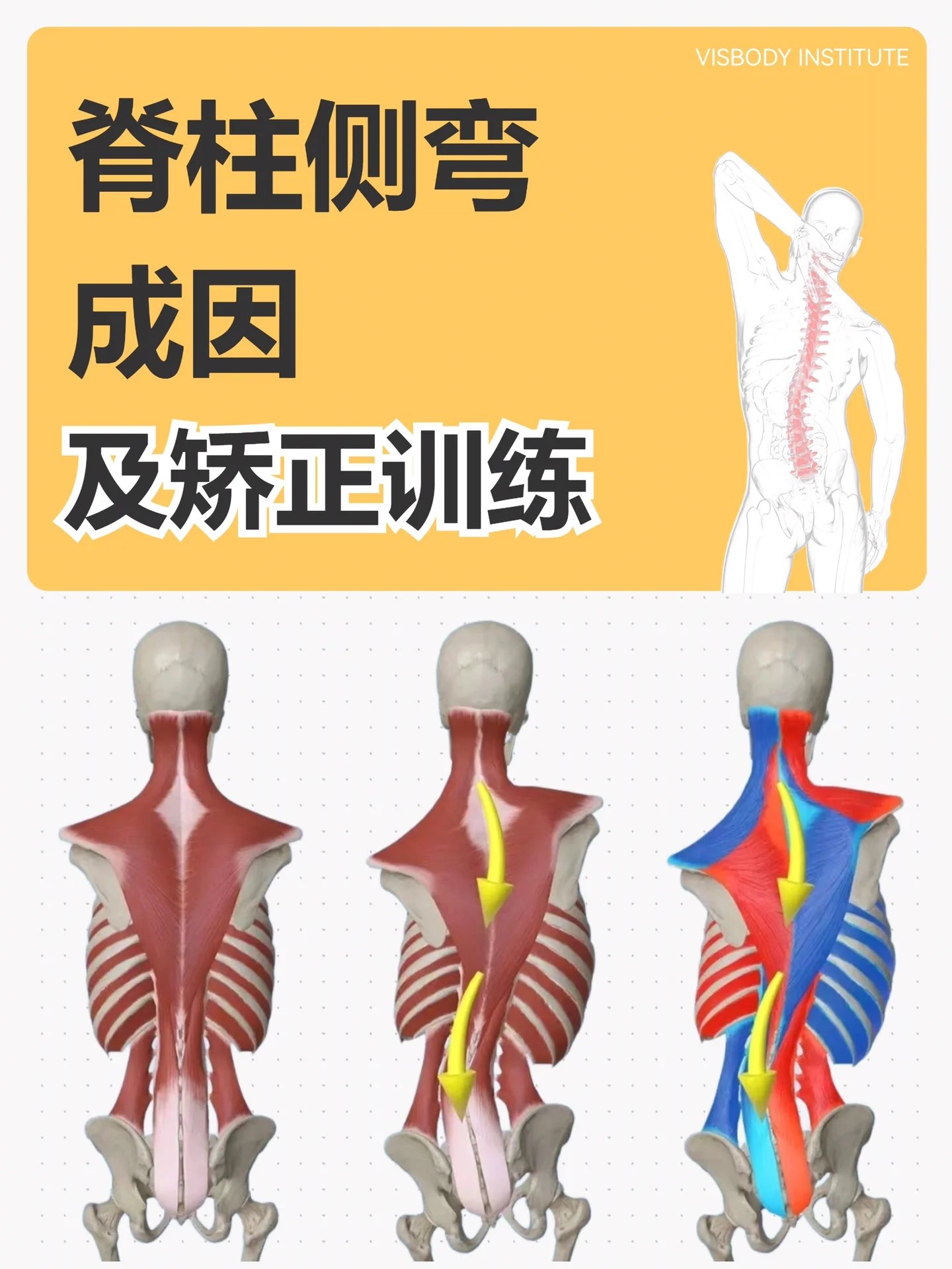 脊柱肌肉力量训练图片