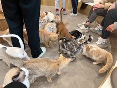-飞行喵MR PILOT|猫舍·猫咖(静安大融城店)