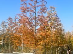 -合肥滨湖国家森林公园