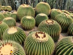 -深圳仙湖植物园