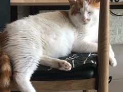 -平行世界·猫咖(首经贸店)