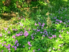 -国家植物园南园