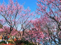 -天鹅湖体育公园