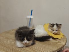 -楼上猫咖(罗湖店)