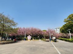 -高东镇樱花园