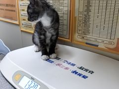 -创凡宠物医院·骨专科  猫科中心(西乡分院)