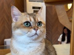 -MOCHA明星猫咖(田子坊店)