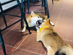 -柴犬高等学院·狗咖·柴犬售卖·宠物训练