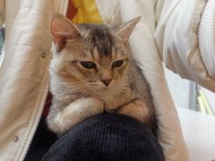 -猫咪派对(江南西店)