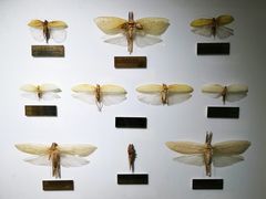 -上海昆虫博物馆