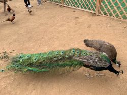 -萌宠亲子动物乐园(槐房万达店)