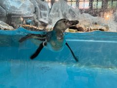 -帝企鹅自助餐厅•儿童岛•真企鹅(长隆企鹅酒店)