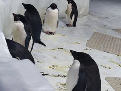 -海合安武汉极地海洋公园