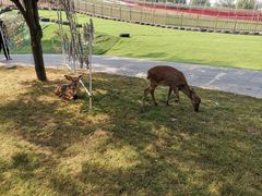 -北京鹿世界主题园