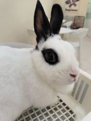 -Moni星球萌宠·小马宝莉·灵蛇·高端高阶全萌宠互动体验俱乐部(红豆国际广场店)