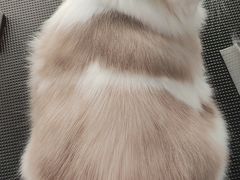-老吴的猫·猫舍(新区店)