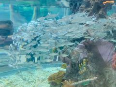 -芜湖新华联大白鲸海洋公园