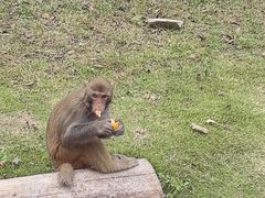 -黔灵山公园