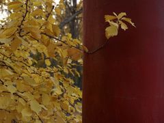 -金塔沙漠胡杨林景区