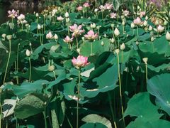 -墨尔本皇家植物园