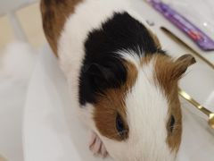 -喵宠乐园·撸猫互动·猫舍