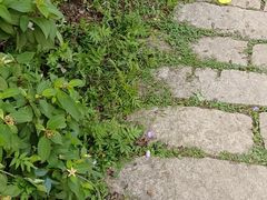 -大姆山草场