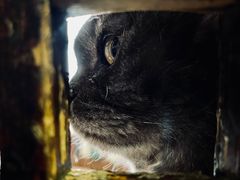 -壹六猫窝(谷德店)