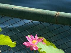 -后海公园