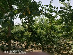 -意大利农场度假村