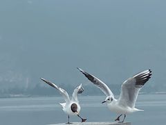 -海埂大坝
