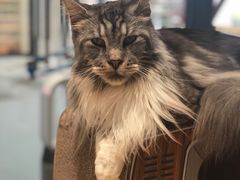 -瞄一喵猫咖(格力海岸店)