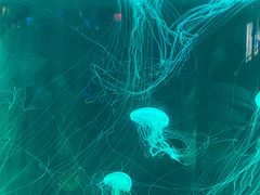-苏州海洋馆