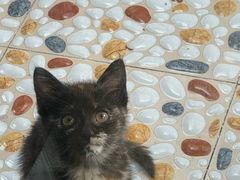-伟伟宠物医院·瑞派猫友好医院·猫科(光谷店)