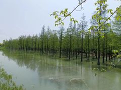 -泗洪洪泽湖湿地景区