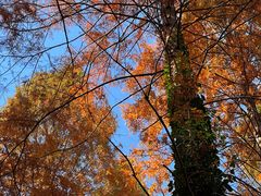 -黄海国家森林公园