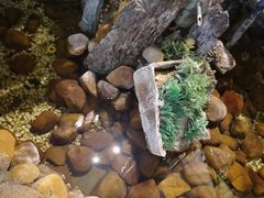 -威海九禧海鲜居渔水饺(经区店)