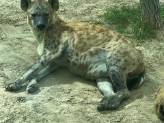 -北京野生动物园