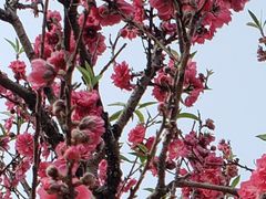 -南国桃园旅游度假区