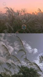 -雍禾植发