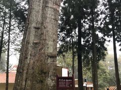 景点-阿里山神木遗迹